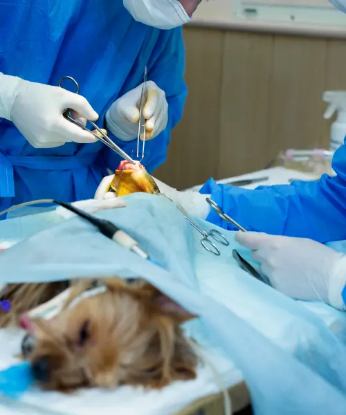 veterinaire paul michel wauters veterinaire a avernas le bauduin chirurgie des tissus mous 1 veterinaire paul michel wauters veterinaire a avernas le bauduin chirurgie des tissus mous 1