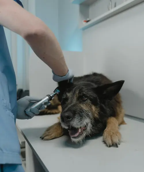 veterinaire paul michel wauters veterinaire a avernas le bauduin dermatologie veterinaire paul michel wauters veterinaire a avernas le bauduin dermatologie