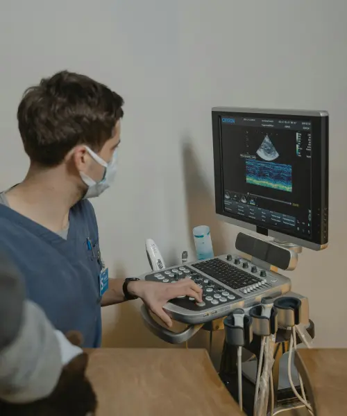 veterinaire paul michel wauters veterinaire a avernas le bauduin echographie veterinaire paul michel wauters veterinaire a avernas le bauduin echographie