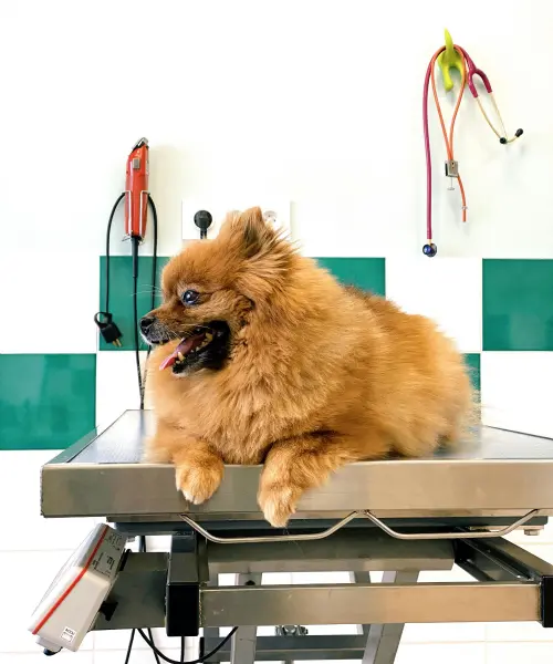 veterinaire paul michel wauters veterinaire a avernas le bauduin hospitalisation veterinaire paul michel wauters veterinaire a avernas le bauduin hospitalisation