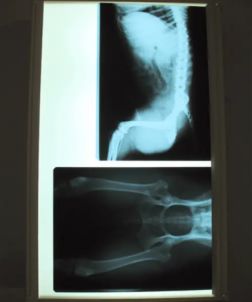 veterinaire paul michel wauters veterinaire a avernas le bauduin radiologie 1 veterinaire paul michel wauters veterinaire a avernas le bauduin radiologie 1