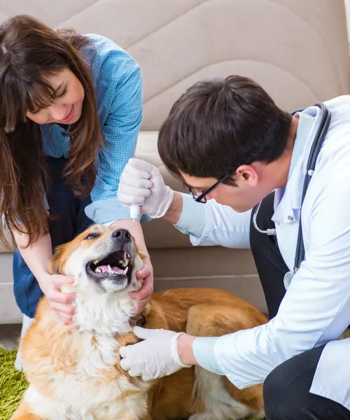 veterinaire paul michel wauters veterinaire a avernas le bauduin visites a domicile veterinaire paul michel wauters veterinaire a avernas le bauduin visites a domicile