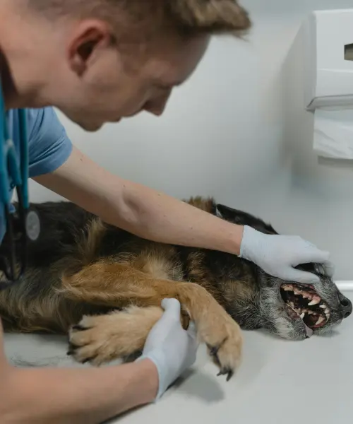 veterinaire paul michel wauters veterinaire a avernas le bauduin dentiste veterinaire paul michel wauters veterinaire a avernas le bauduin dentiste
